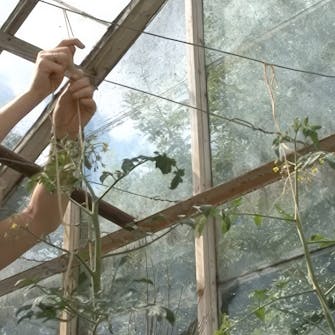 tomatplanter i drivhus tomatplanter i drivhus